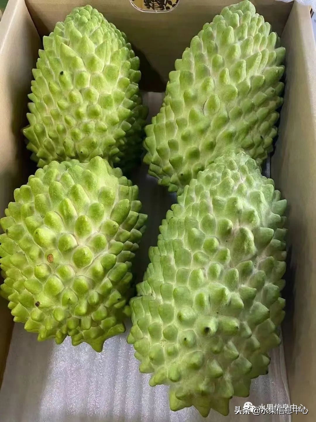 目前释迦最好的品种,粉色释迦