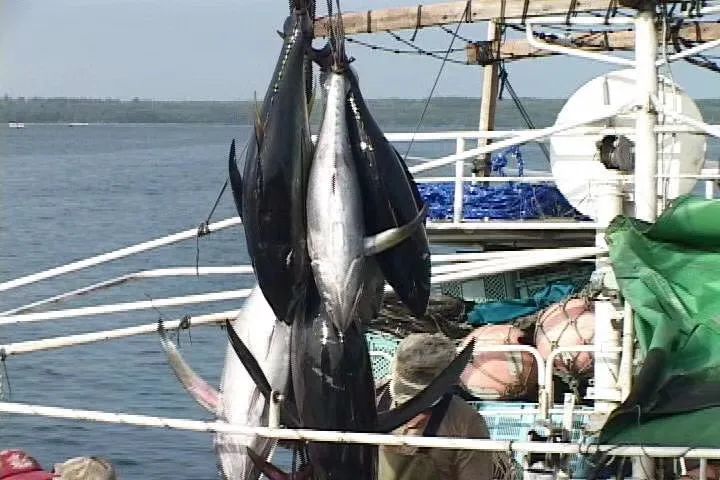 “海洋瑰宝·万家共享”——金枪鱼品鉴会邀请函