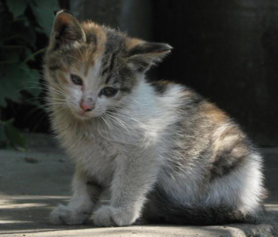 猫咪得跳蚤了该怎么治疗，有什么好方法去除？