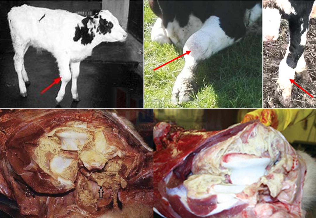 张廷青兽医,张廷青