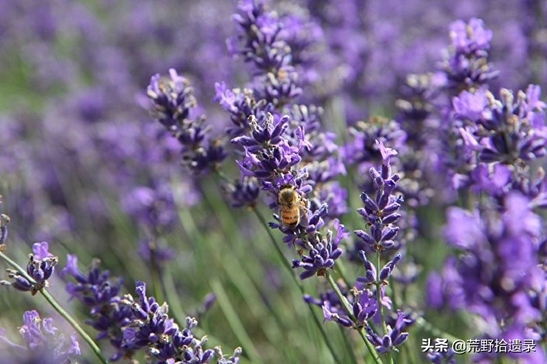 薰衣草的种植方法及管理技术要点,熏衣草种植方法及养护常识有哪些
