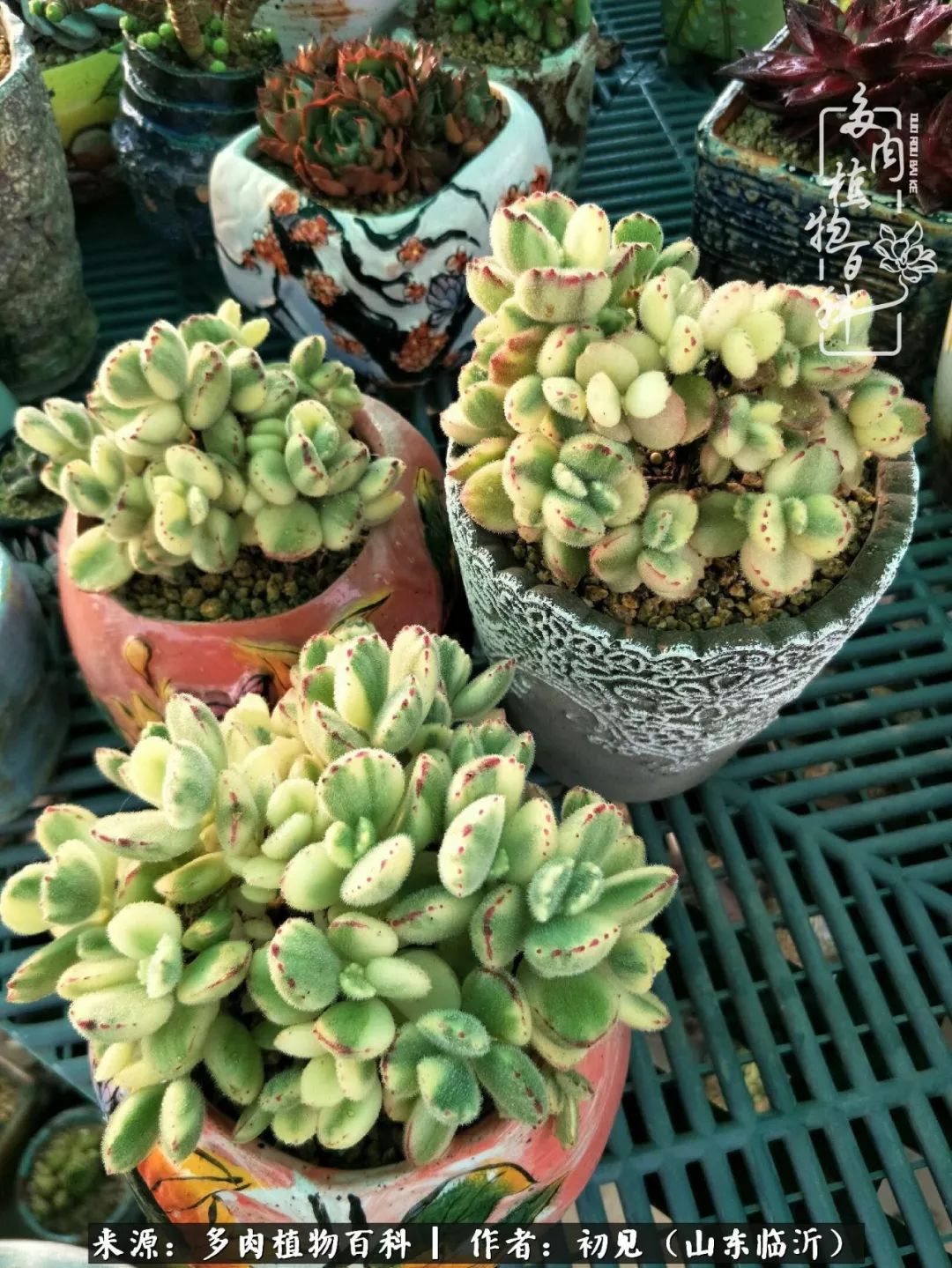 四季颜值在线的多肉,多肉的每一天