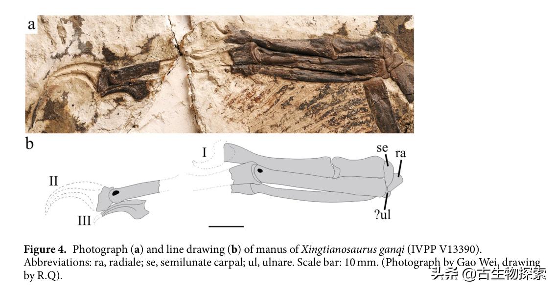 有羽毛和翅膀的恐龙叫什么恐龙,特厉害的恐龙是什么恐龙