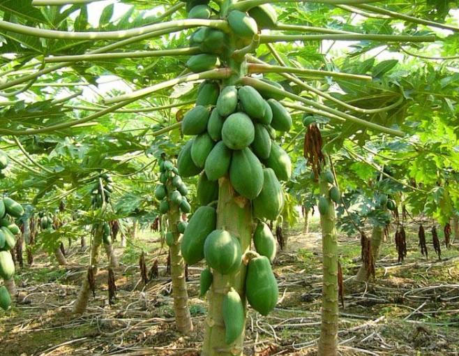 木瓜怎么判断好坏,怎么判断木瓜的成熟程度