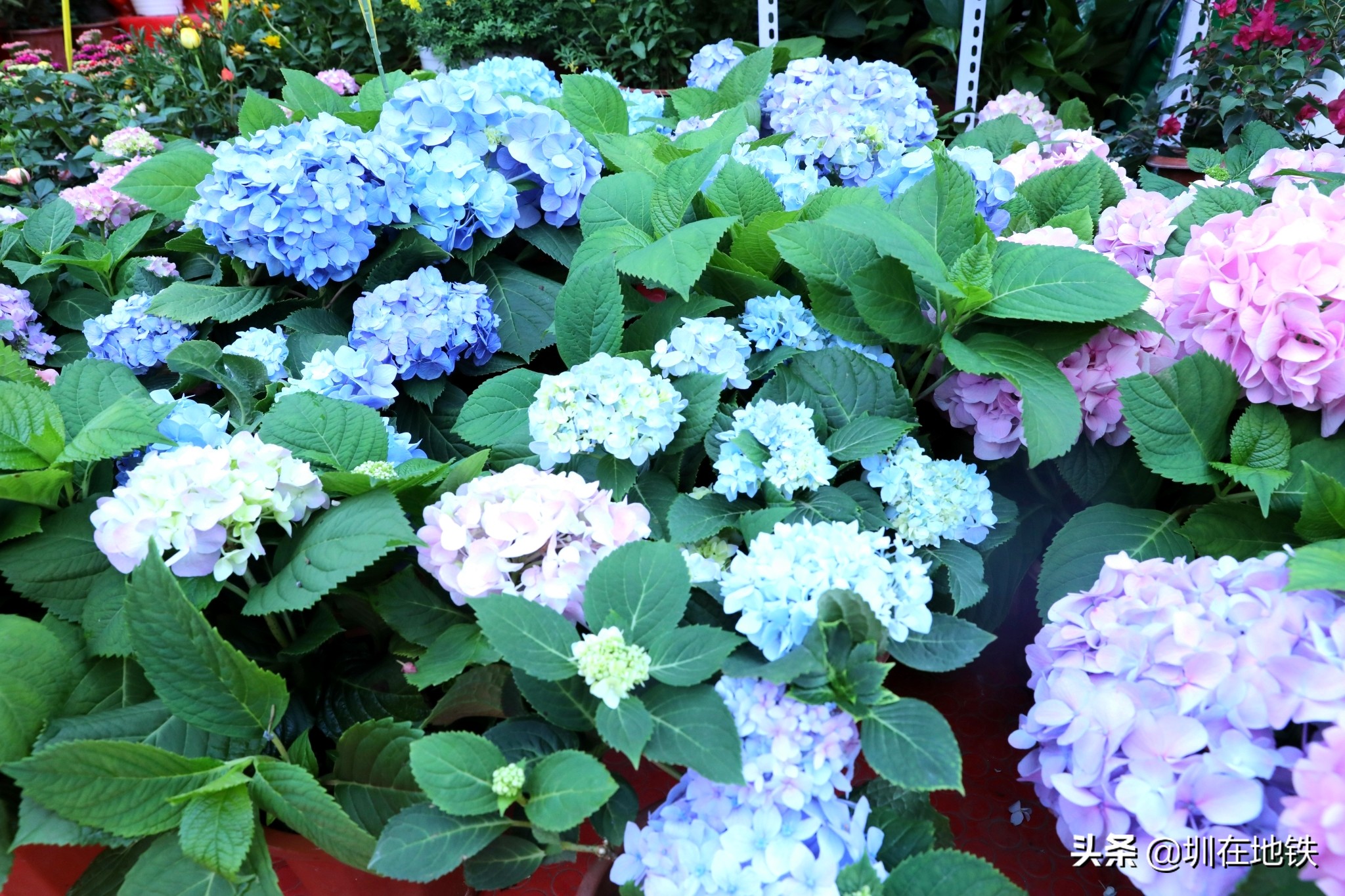 乘坐地铁到滘口花卉市场,从地铁到花卉市场