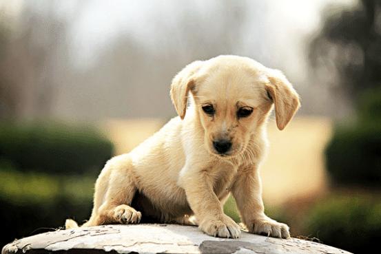 狗狗吃墙灰会有问题吗,狗狗为什么爱吃鼻涕纸