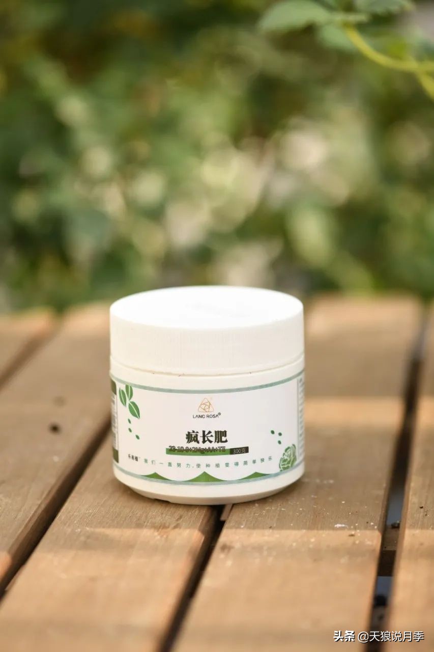 月季怎么抹芽最好,月季的抹芽方法