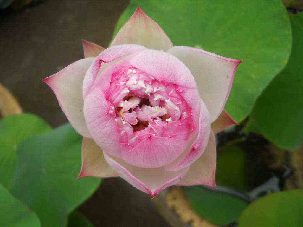 碗莲长得特别长怎么养才能开花,碗莲开花非常的漂亮而且时间长