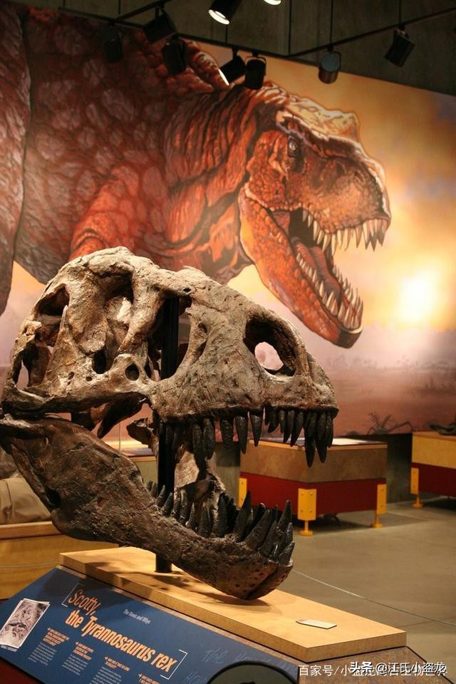 纯银版的霸王龙咬合力到底有多强,霸王龙奔跑的最大咬合力约是多少