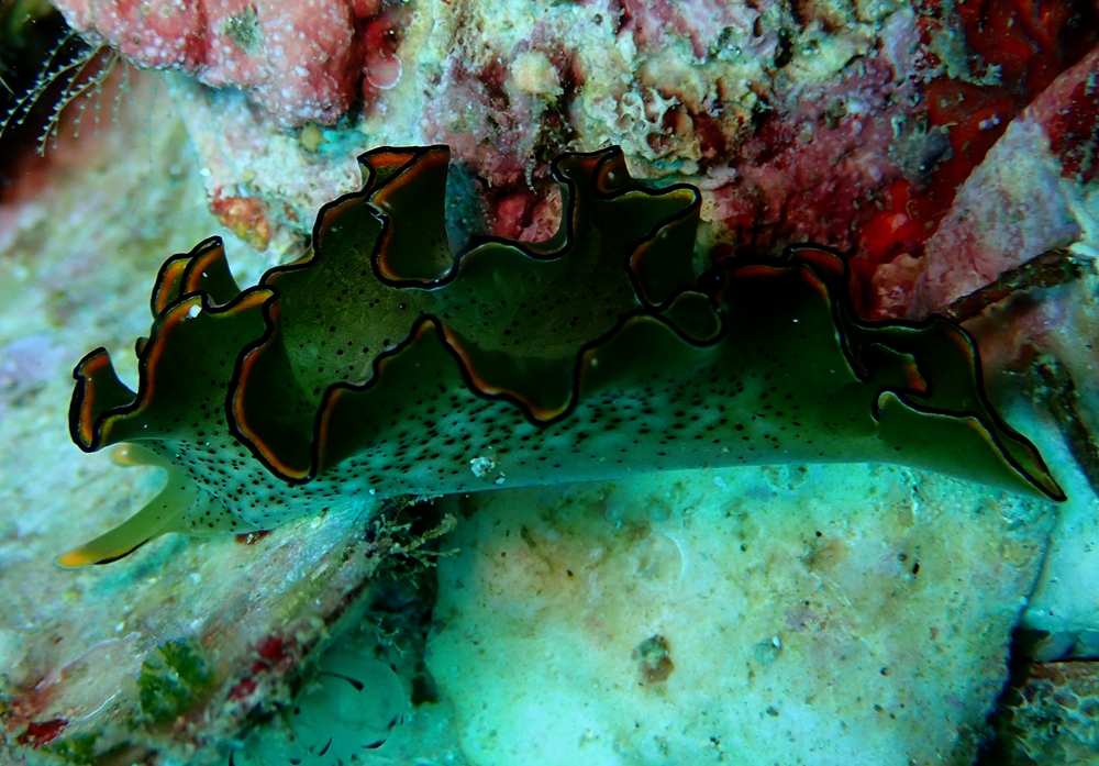 稀有海兔,最稀少的海兔