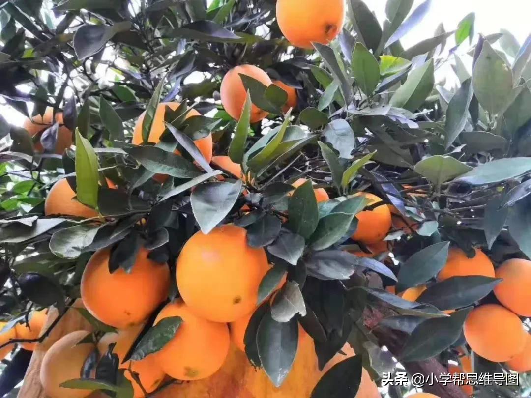 作文万能药丸,作文万能药