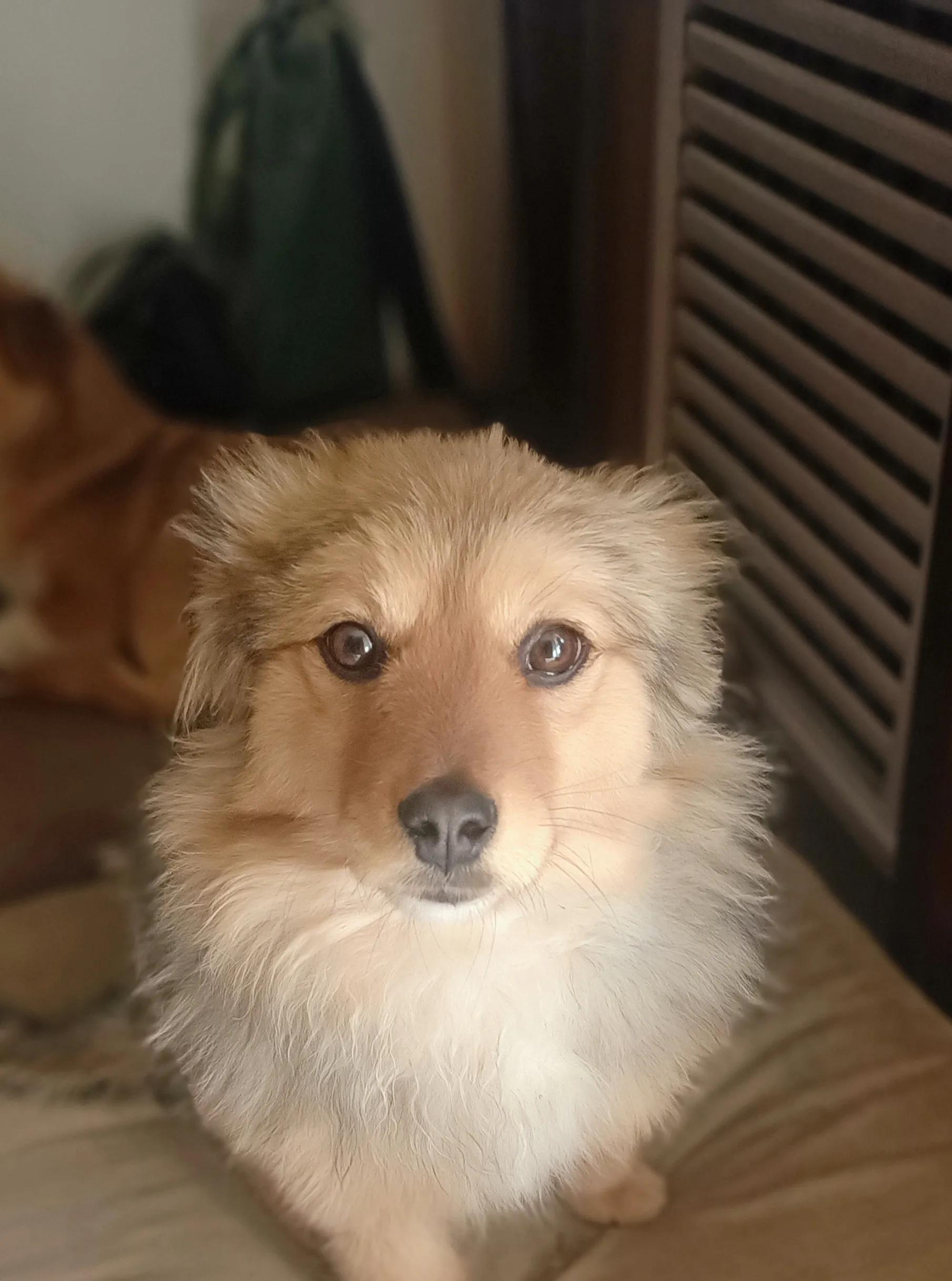 狗狗没有地方养了，怎么办？