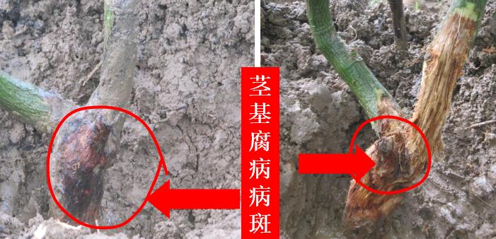 百香果褐腐病药,百香果的软腐病防治