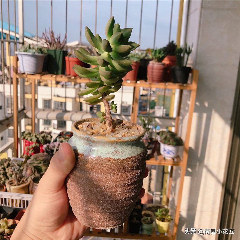 多肉花斑鹿变黄色,多肉徒长的会变成老桩么