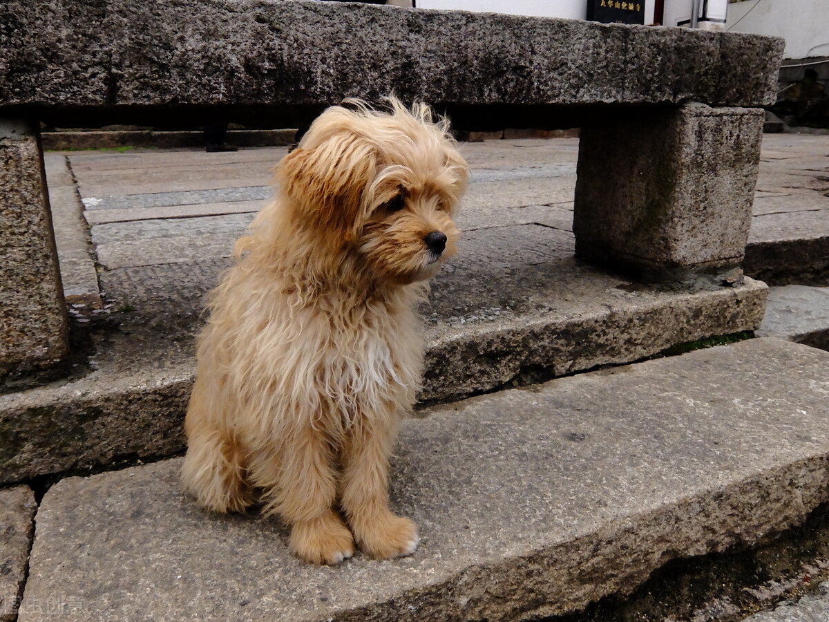 办理狗证的大型犬就可以养了吗,犬只年检都需要什么