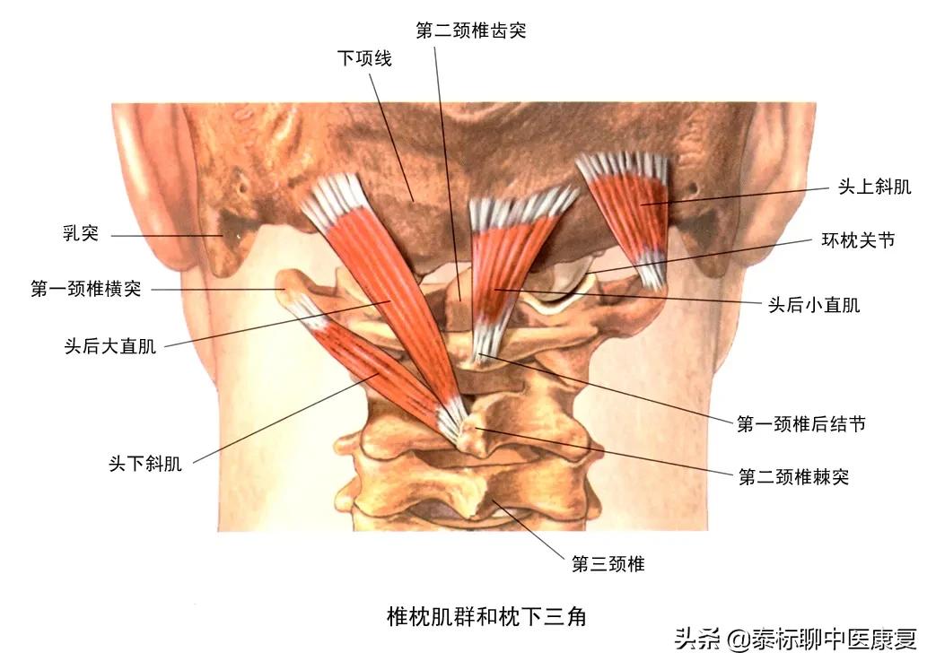 眩晕针刀,眩晕的埋线针刀治疗