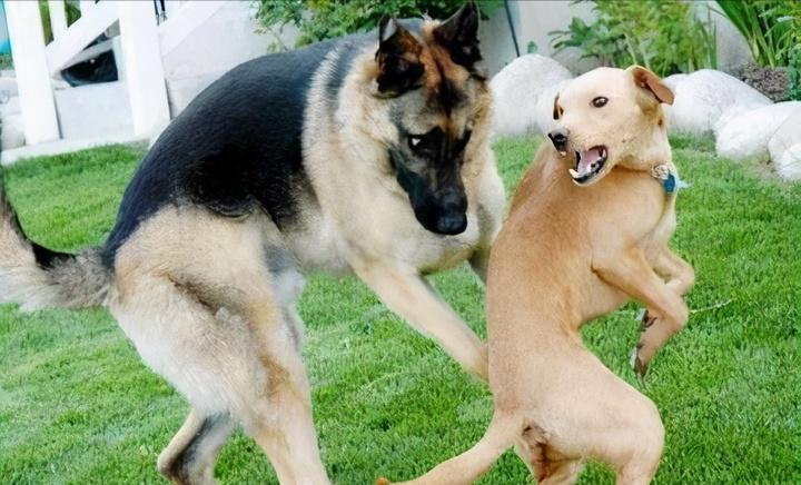 为什么狗狗见面都要相互闻鼻子,狗狗一见面就咬手