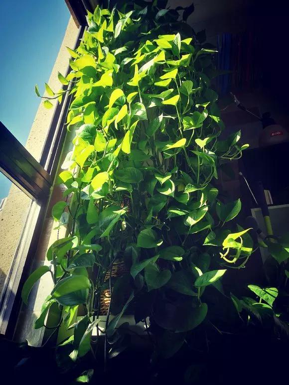 绿萝养护技巧和注意事项,绿萝的叶子怎么养护才能又肥又大