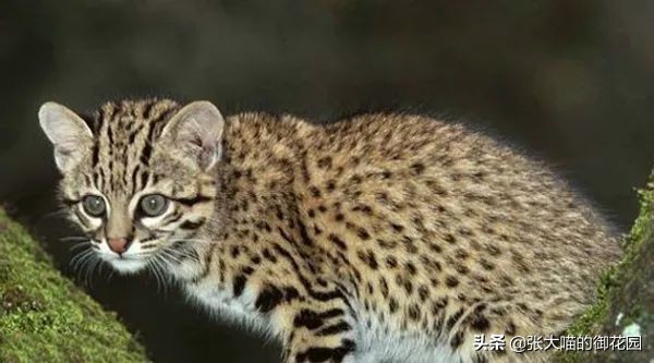 最危险的8种猫排名,世界上最历害的猫有哪些