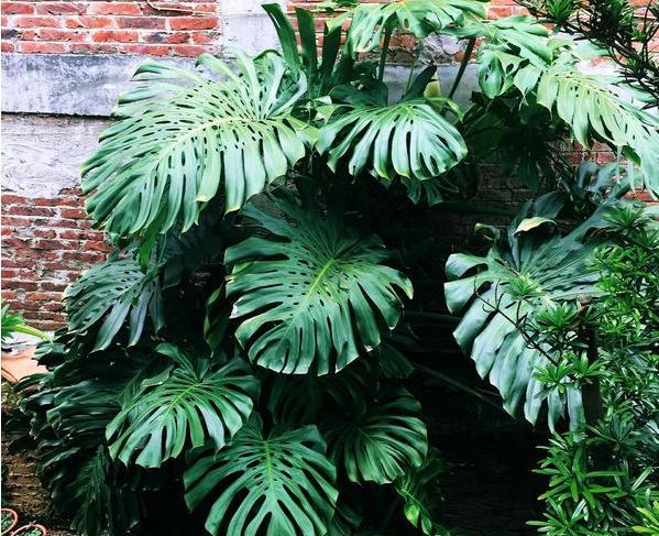 龟背竹扦插繁殖不长叶子只长根,龟背竹弱枝扦插繁殖方法