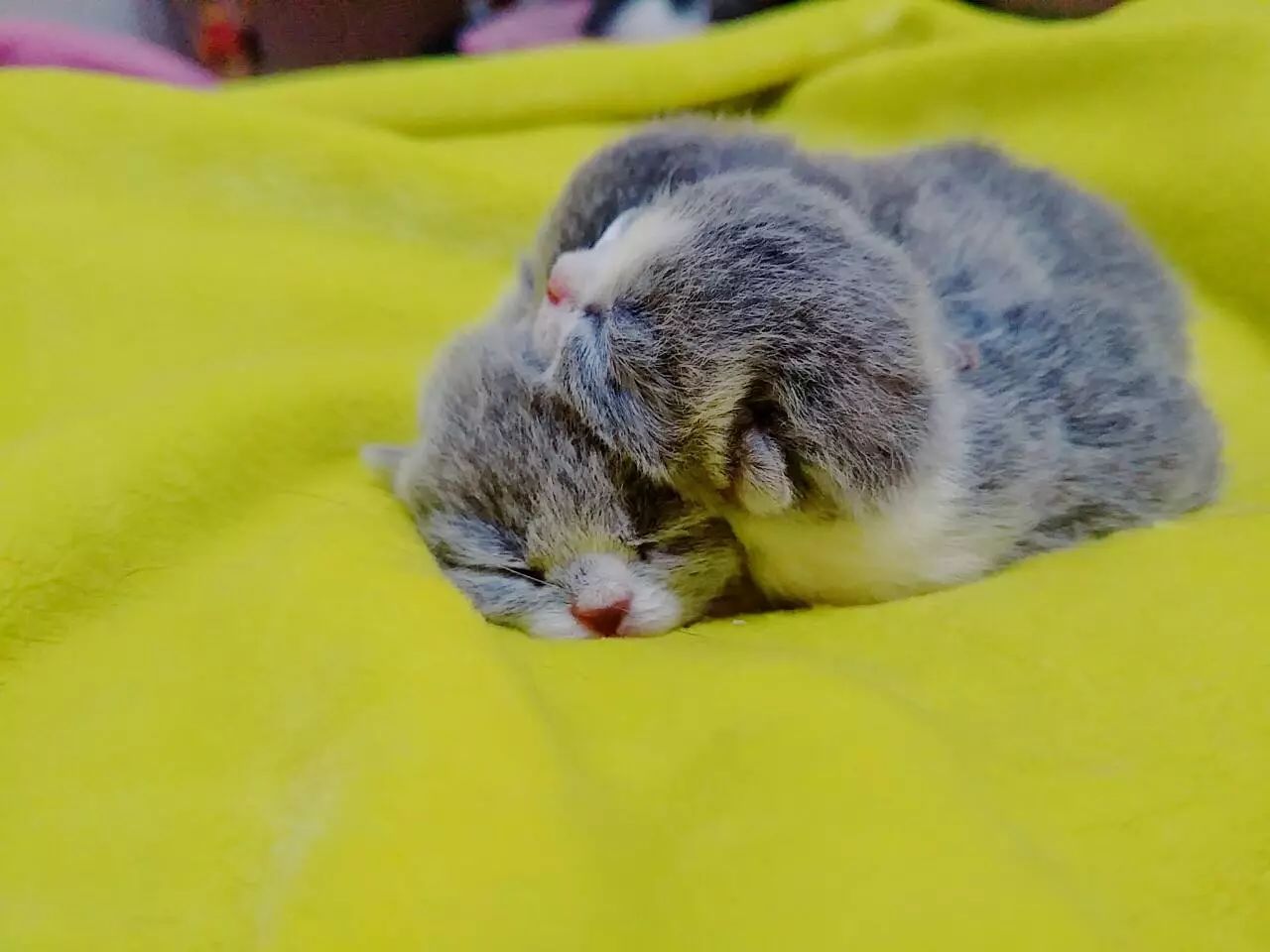 主人怀孕狗狗注意事项,孕犬产前注意事项