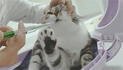 一学就会的训猫技巧,手把手教你给猫咪喂药