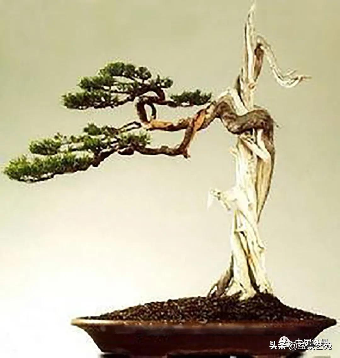 老树桩的造形特征有哪些,论述树桩盆景主要流派的艺术特点