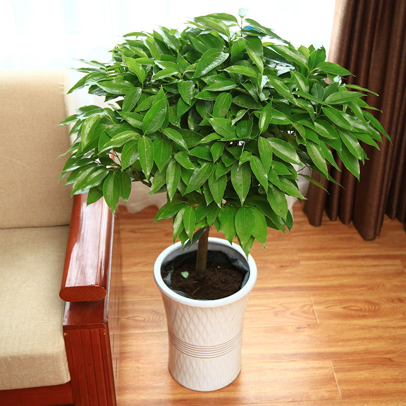 100种绿植大全,50种盆栽绿植花卉大全