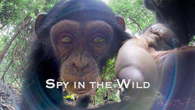 BBC最棒8部纪录片，强烈推荐孩子暑假看