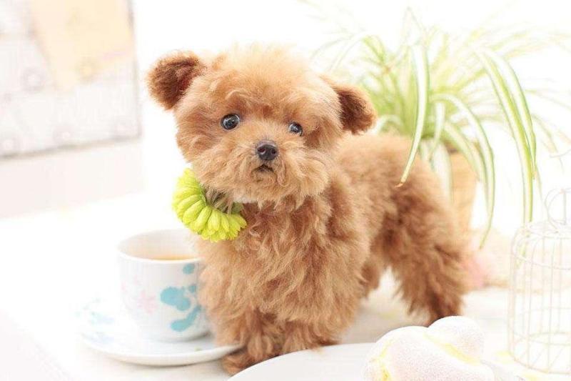 狗狗买什么品种最合适,怎么给狗狗选择宠物狗品种