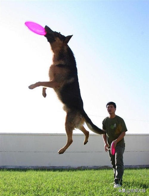 如何在家训练宠物狗犬不咬人,主人不在家如何训狗