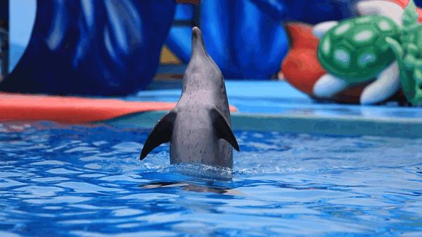 小梅沙海洋世界门票团购套票,小梅沙海洋世界3天2夜套票