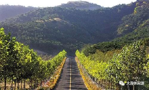 大连森林花海,大连花海旅游攻略