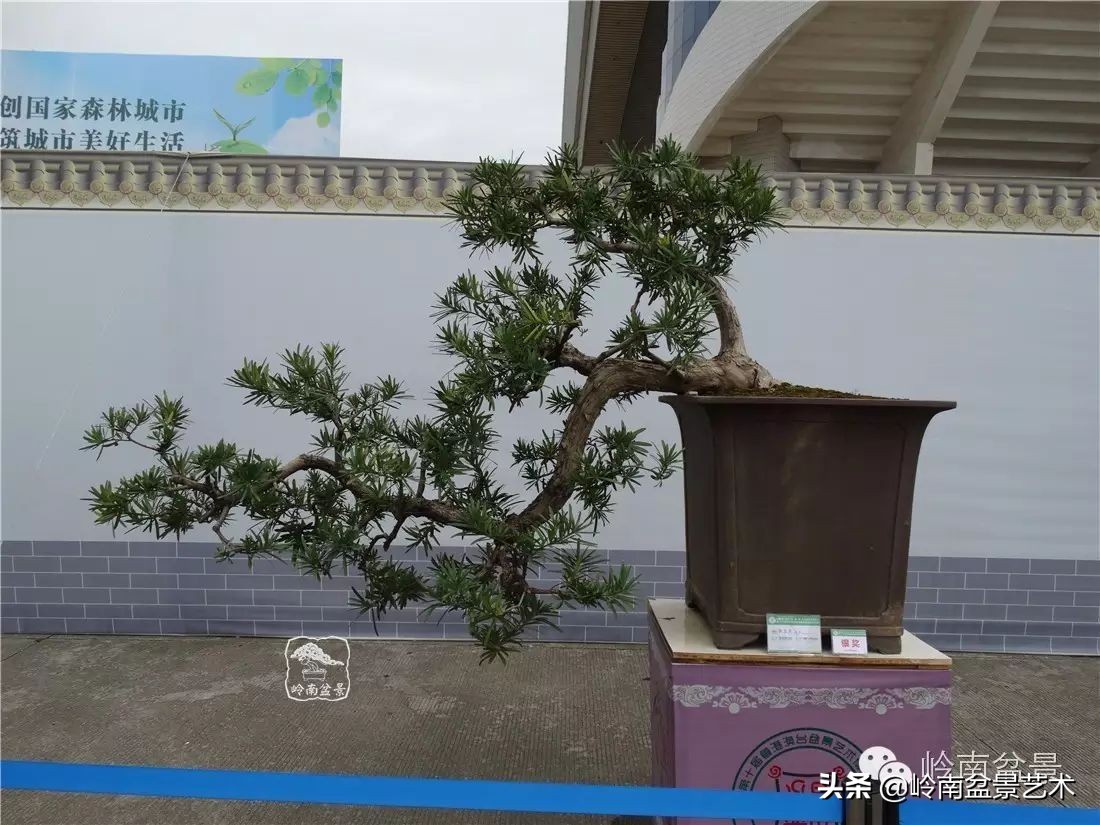 开运招财，非其莫属！清风雅韵，当之无愧！