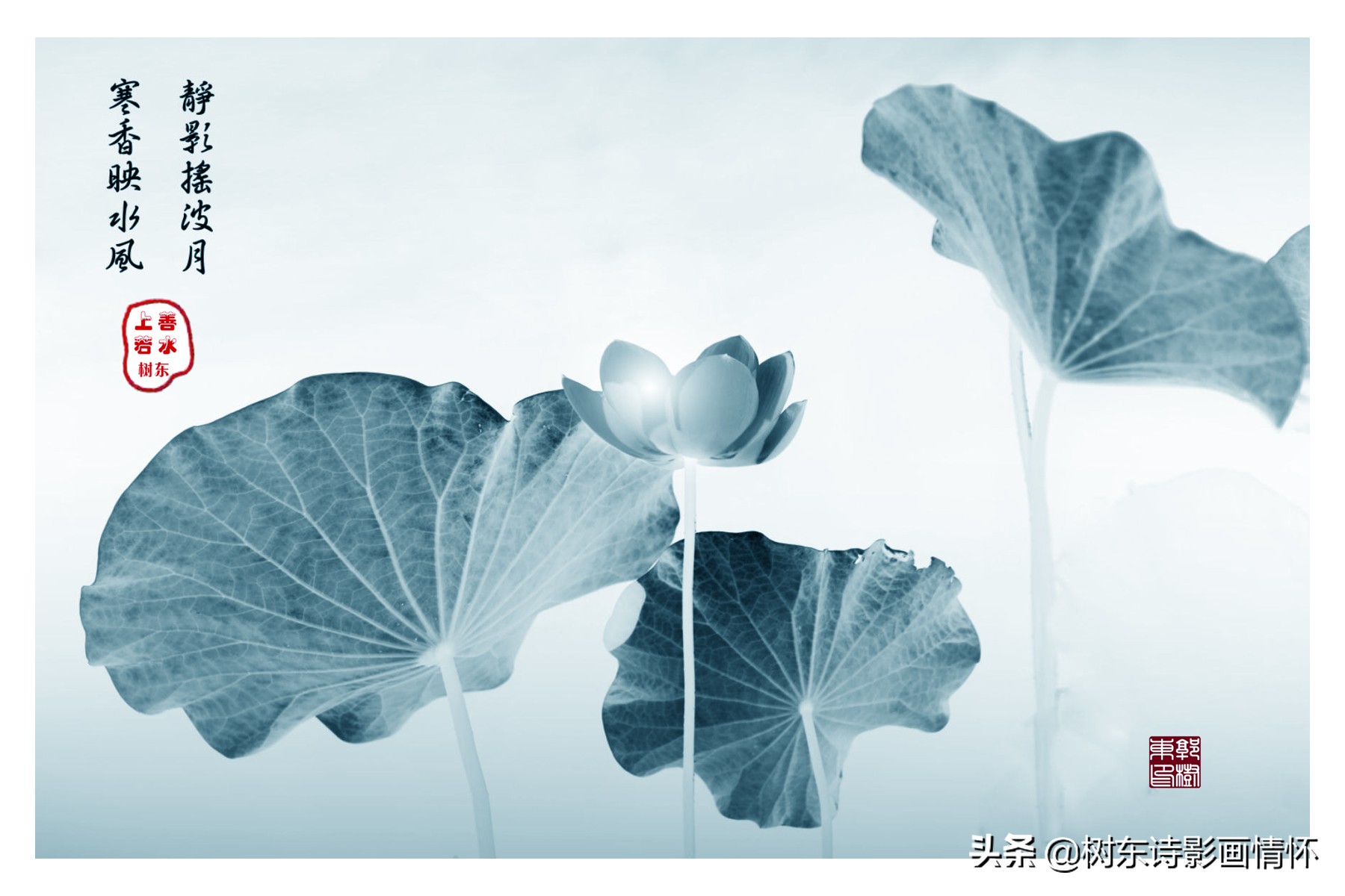 中秋赏荷花古诗,夏天赏荷古诗