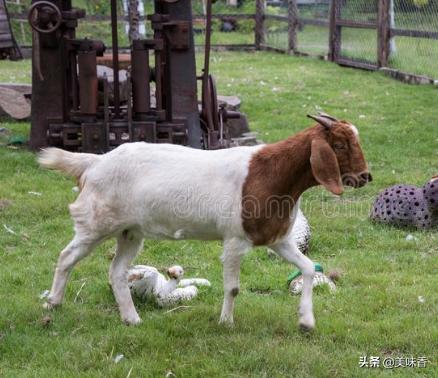 养羊夏天怎么防蚊虫,养羊平时要不要保健