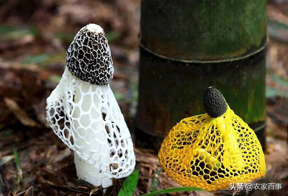 顶级野生竹荪,竹荪被誉为什么菌菇之王