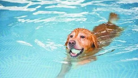 金毛小时候长得像拉布拉多,金毛跟拉布拉多是同父异母