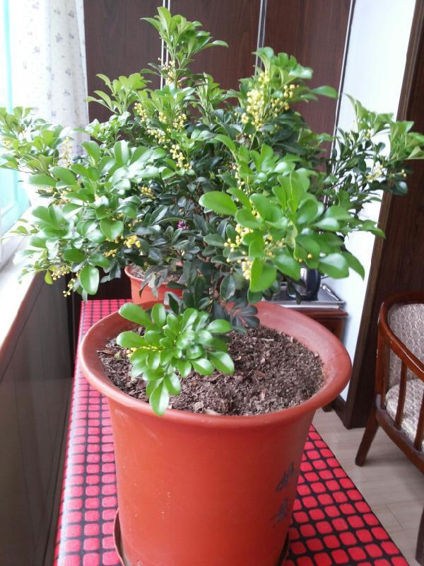 淘米水浇米兰多久浇一次,米兰能用淘米水浇吗