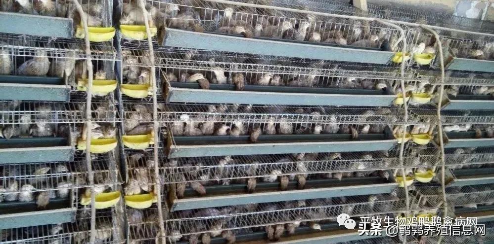 鹌鹑掉毛是什么意思,40日龄的鹌鹑掉毛正常吗