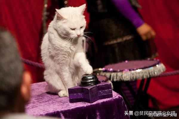 想要训练有效的基本原则,怎么训猫咪让它听话长记性