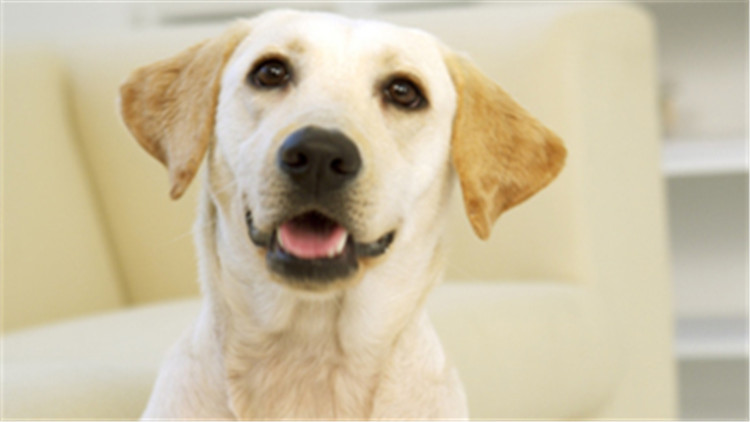 给狗驱虫狗为什么还会有跳蚤,给狗驱虫会导致拉稀吗