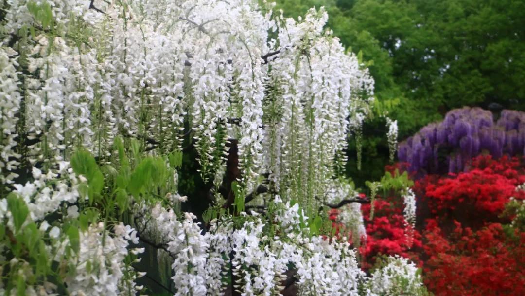 网红古树紫藤花,网红紫藤花