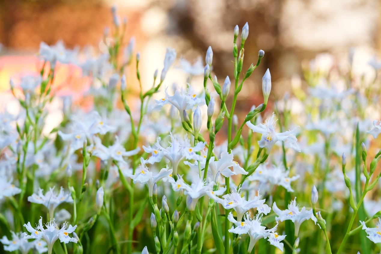 巴中市第四中学西华山春游,巴中高中春游