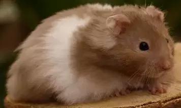 仓鼠种类短毛,仓鼠科普常见仓鼠种类