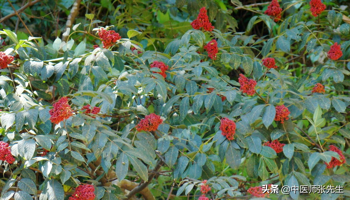吴茱萸降逆止呕,吴茱萸为温中散寒的主药