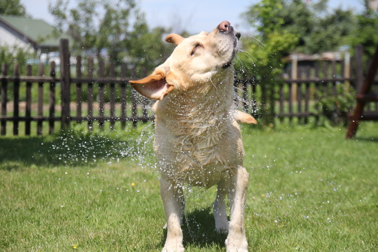 狗狗站不稳还摇晃腿发抖怎么回事,狗狗为什么会发抖抖到牙齿打颤