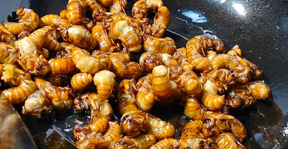 炸金蝉家常做法,炸金蝉的酥脆方法