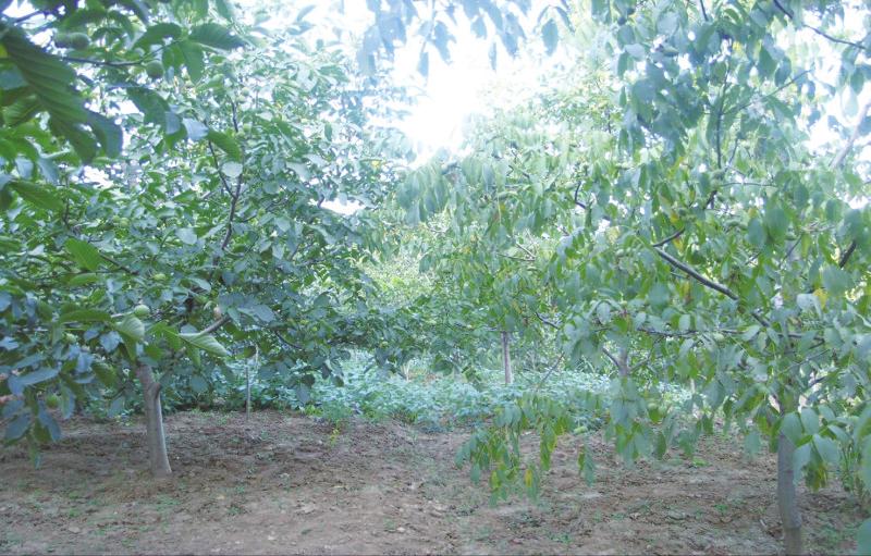 “秦阳牌”核桃高效专用肥：核桃丰产的理想选择，果农致富的最佳途径