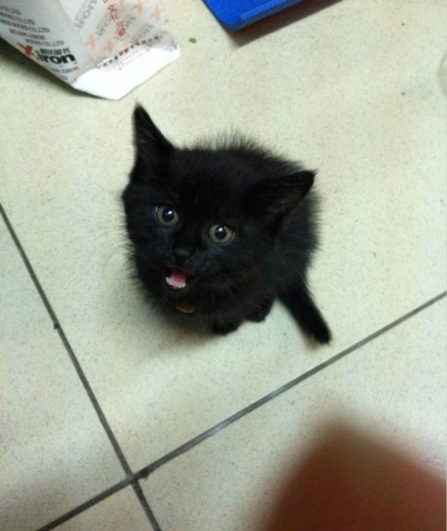 流浪猫如何在学校里生存的,流浪猫生活在学校